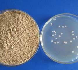 微生物肥料 让农作物的“根”系绽放潜能